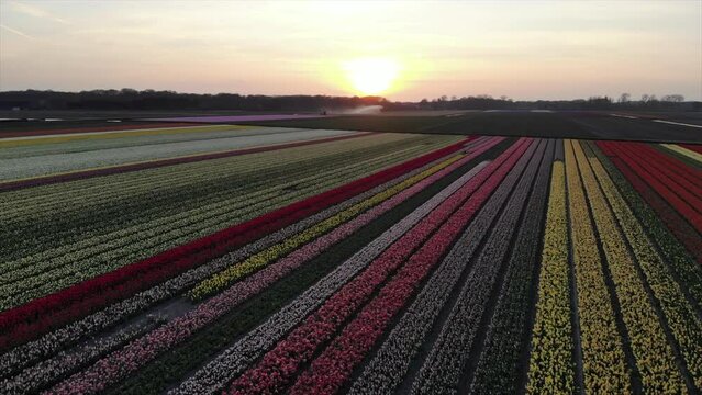 Colorful flower fields in the Bollenstreek, The Netherlands filmed with a drone in sunset, golden hour
