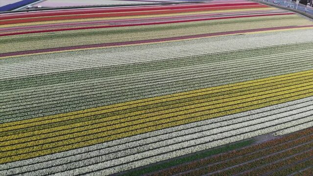 Colorful flower fields in the Bollenstreek, The Netherlands filmed with a drone, diagonal shot