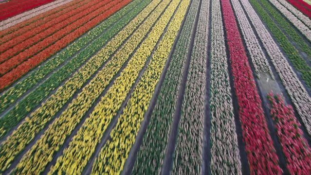 Colorful flower fields in the Bollenstreek, The Netherlands filmed with a drone, low fly over