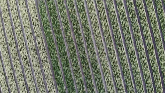 Colorful flower fields in the Bollenstreek, The Netherlands filmed with a drone, top vertical shot