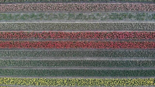 Colorful flower fields in the Bollenstreek, The Netherlands filmed with a drone, descending