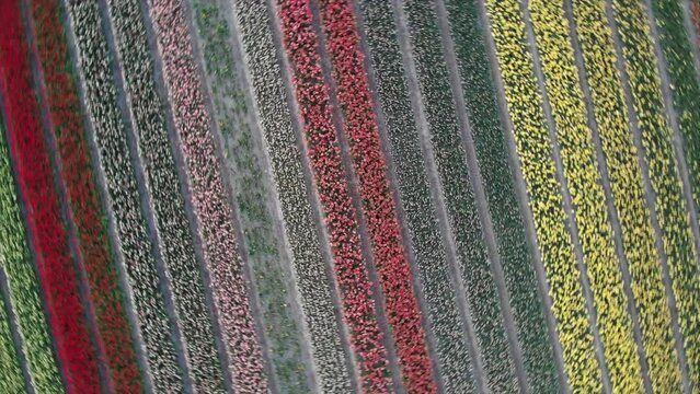 Colorful flower fields in the Bollenstreek, The Netherlands filmed with a drone, vortrex up