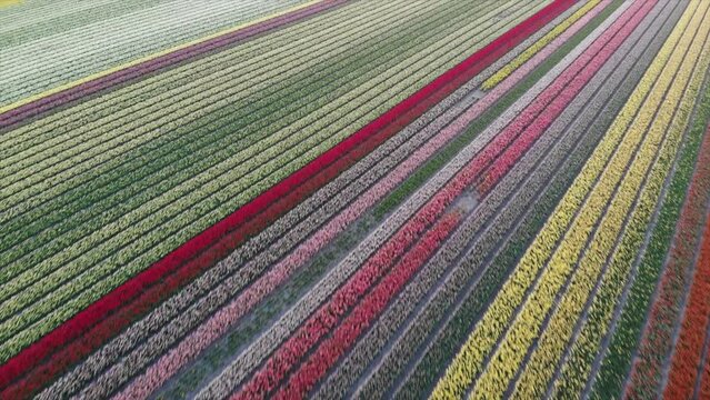 Colorful flower fields in the Bollenstreek, The Netherlands filmed with a drone, diagonal shot