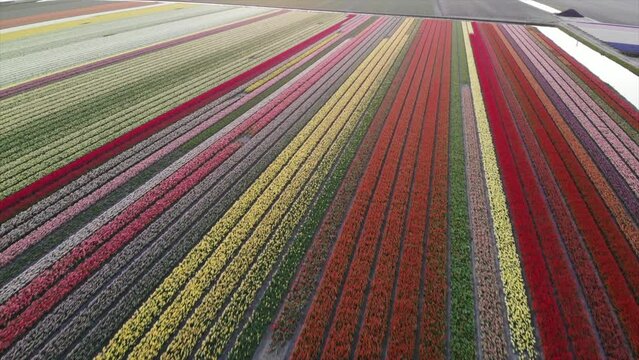 Colorful flower fields in the Bollenstreek, The Netherlands filmed with a drone, diagonal shot