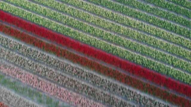 Colorful flower fields in the Bollenstreek, The Netherlands filmed with a drone, top vertical, diagonal shot