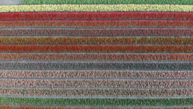Colorful flower fields in the Bollenstreek, The Netherlands filmed with a drone, horizontal scroll
