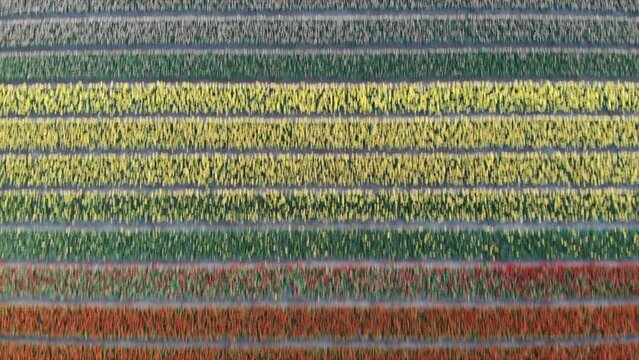 Colorful flower fields in the Bollenstreek, The Netherlands filmed with a drone, horizontal scroll