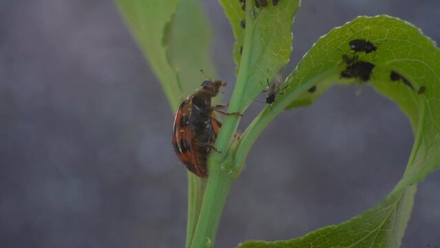 Ladybugs on Crop Foliage Eating Aphids, Organic Pest Removal - Macro