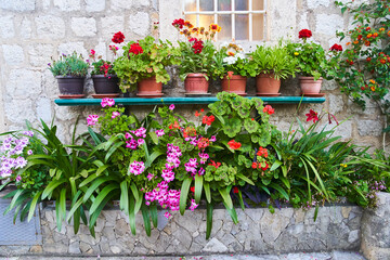 Plants and flowers in pots near the white door