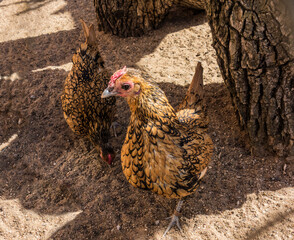 Beautiful Dwarf Gold Laced Sebright Chickens