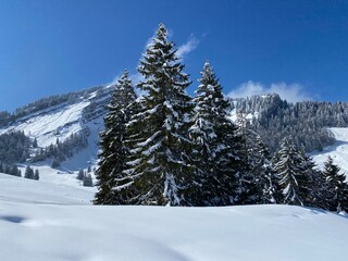 Fototapeta premium Picturesque canopies of alpine trees in a typical winter atmosphere after the spring snowfall over the Obertoggenburg alpine valley and in the Swiss Alps - Nesslau, Switzerland (Schweiz)