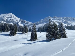 Fototapeta premium Picturesque canopies of alpine trees in a typical winter atmosphere after the spring snowfall over the Obertoggenburg alpine valley and in the Swiss Alps - Nesslau, Switzerland (Schweiz)