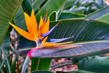 Strelitzia reginae, crane flower, closeup, bird of paradise, garden on Madeira