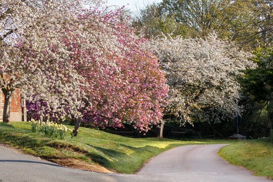 Beautiful spring trees in pink and white blossom