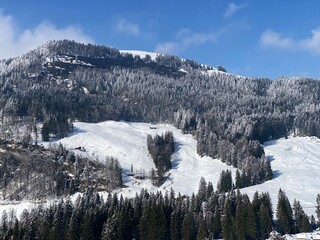 Picturesque canopies of alpine trees in a typical winter atmosphere after the spring snowfall over the Obertoggenburg alpine valley and in the Swiss Alps - Nesslau, Switzerland (Schweiz)