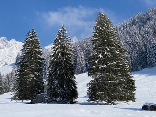 Picturesque canopies of alpine trees in a typical winter atmosphere after the spring snowfall over the Obertoggenburg alpine valley and in the Swiss Alps - Nesslau, Switzerland (Schweiz)