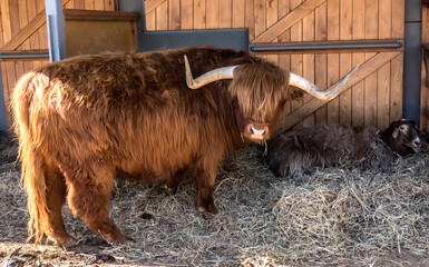Scotland highland cattle. Highland bull in the farm yard