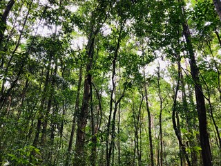Lost in the beautiful forest in the morning, on Phu Quoc Island, Vietnam.