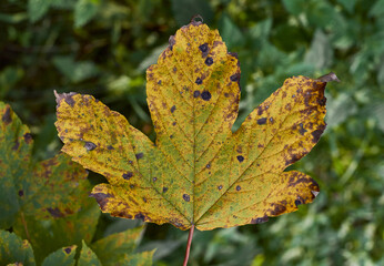 Autumn maple leaf close up. 