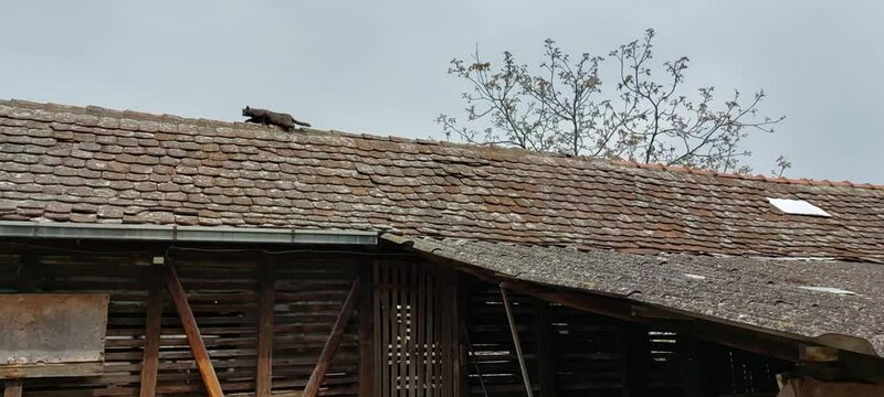 Cat on the old roof