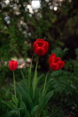Obraz premium red tulips in the garden