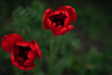 red tulips in the garden