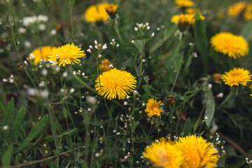 Obraz premium dandelions in the grass
