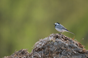 bird, natur, wild, aviär, baum, flügel, feather, robin, 