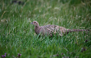 bird, tier, fasan, natur, wild lebende tiere, wild, gras,
