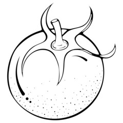 One whole tomato. Vector illustrations in hand drawn sketch doodle style. Line art botanical food isolated on white. Close up tomato vegetable. Element for coloring book, design, print.