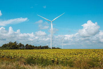 Windmills in the middle of a field with sunflowers. Wind farm or wind park, with high wind turbines for generation electricity. Green energy concept. Beautiful blue sky.