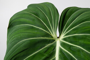 Close up of Philodendron Gloriosum leaf with isolated white background. Green velvet, white vein,  heart shape, rainforest foliage, huge leaf. Suitable for indoor plant.