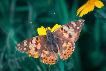 vanessa cardui, thorn butterfly and green background