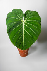 Philodendron Gloriosum plant in terracotta pot with isolated white background. Green velvet, white vein,  heart shape, rainforest foliage, huge leaf. Suitable for indoor plant. © JCM