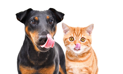 Portrait of funny dog breed Jagdterrier and red kitten Scottish Straight licks isolated on white background
