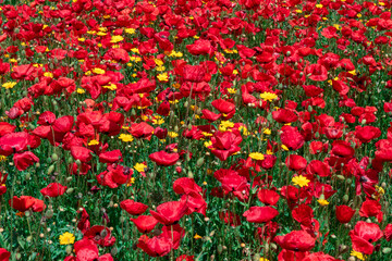Fototapeta premium beautiful red poppy flower opened in spring