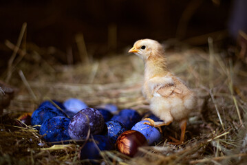 Easter baby chicken