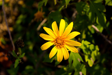 yellow flower in the garden