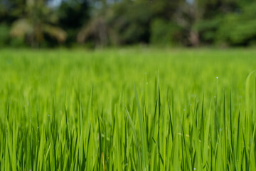 Paddy field close up foreground and blur background