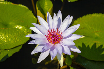 pink water lily