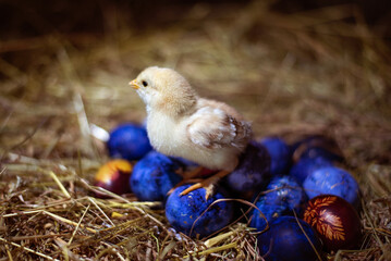 Easter baby chicken