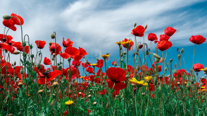 Obraz premium beautiful red poppy flower opened in spring