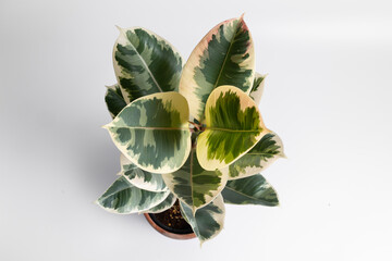 Ficus Elastica Tineke aka Rubber Fig variegated plant leaf close up in isolated white background