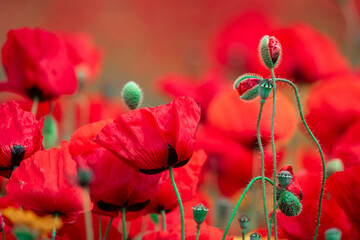 Obraz premium beautiful red poppy flower opened in spring