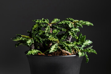 Euphorbia Decaryi plant close up in black plastic pot with isolated black background
