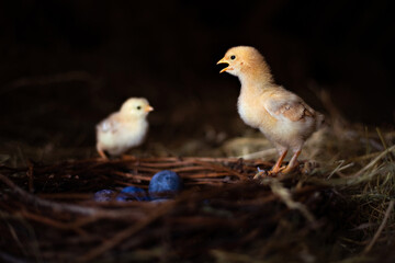 Easter baby chicken