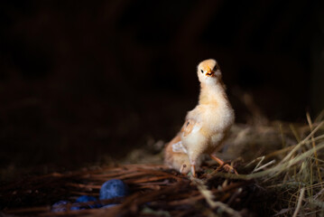 Easter baby chicken