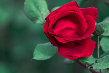 beautiful romantic red-leaved single rose