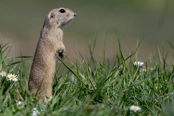 Cute European ground squirrel (Spermophilus citellus) sitting on a field eating grass