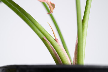 Fototapeta premium Syngonium Pink Splash new leaf growth in isolated white background. Syngonium podophyllum 'Pink Splash' is a cultivar from the Araceae family